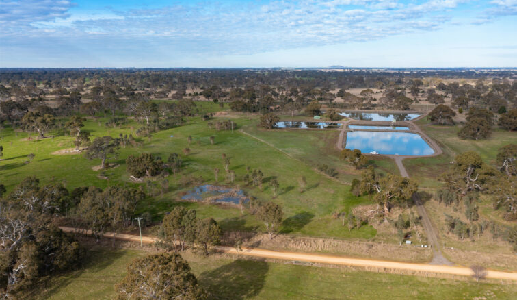 Dunkeld Grassy Woodlands, trees, grass, bushland, aerial view