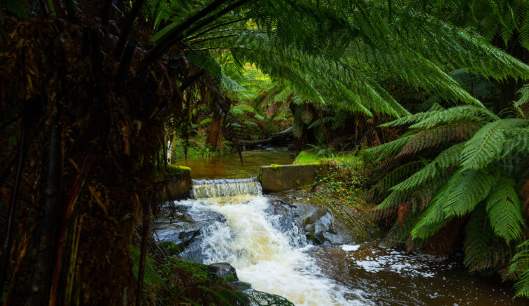 Gellibrand river flowing framed by large green ferns